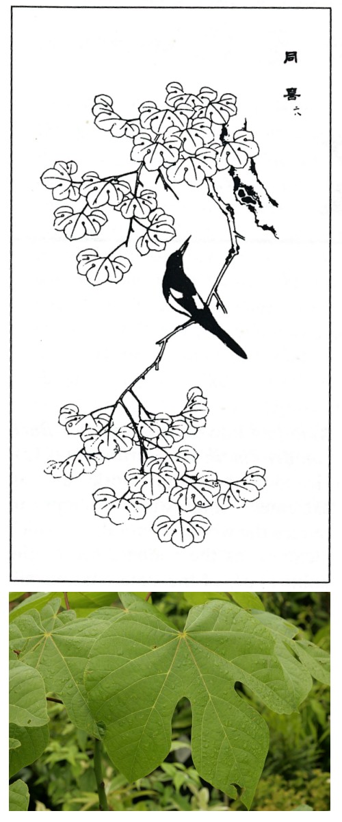 wutong tree and magpie